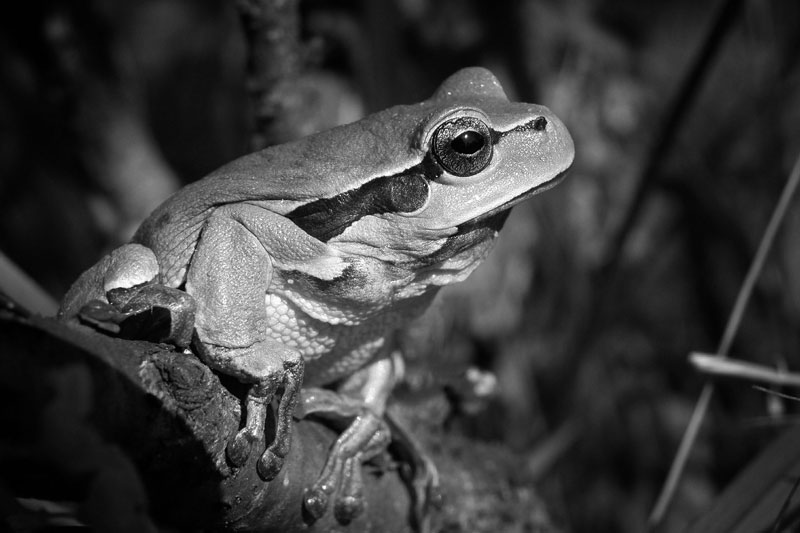 青蛙的照片参考
