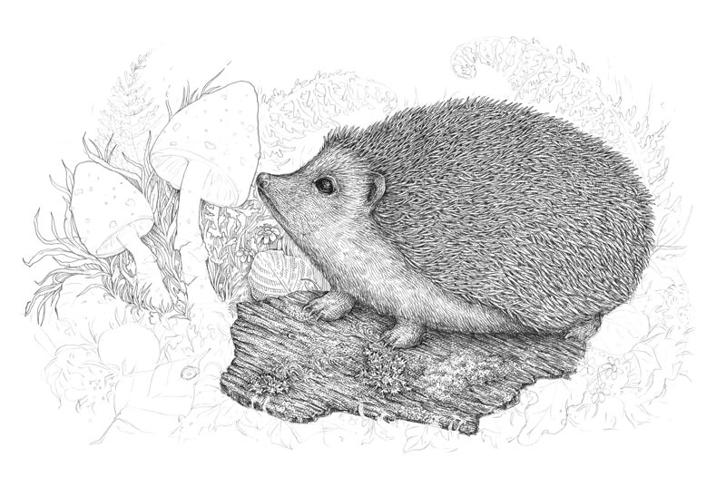 用钢笔和墨水画蘑菇步骤1