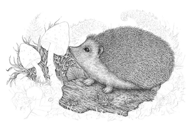 用钢笔和墨水画蘑菇步骤2