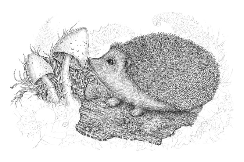 用钢笔和墨水画蘑菇步骤3