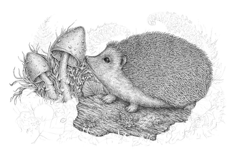 用钢笔和墨水画蘑菇步骤4