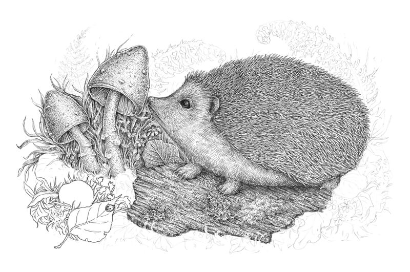 用钢笔和墨水画蘑菇第5步