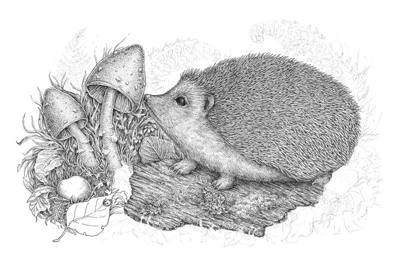 用钢笔和墨水画草步骤1