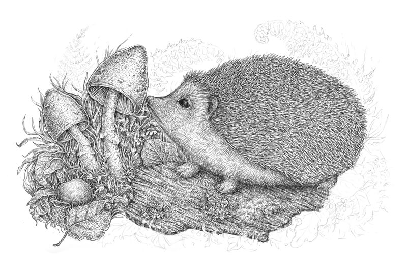 用钢笔和墨水画草步骤2