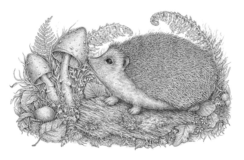 用墨水画蕨类植物