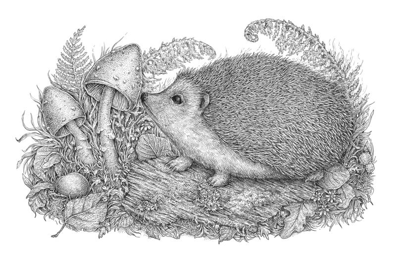 如何用钢笔和墨水画一个刺猬