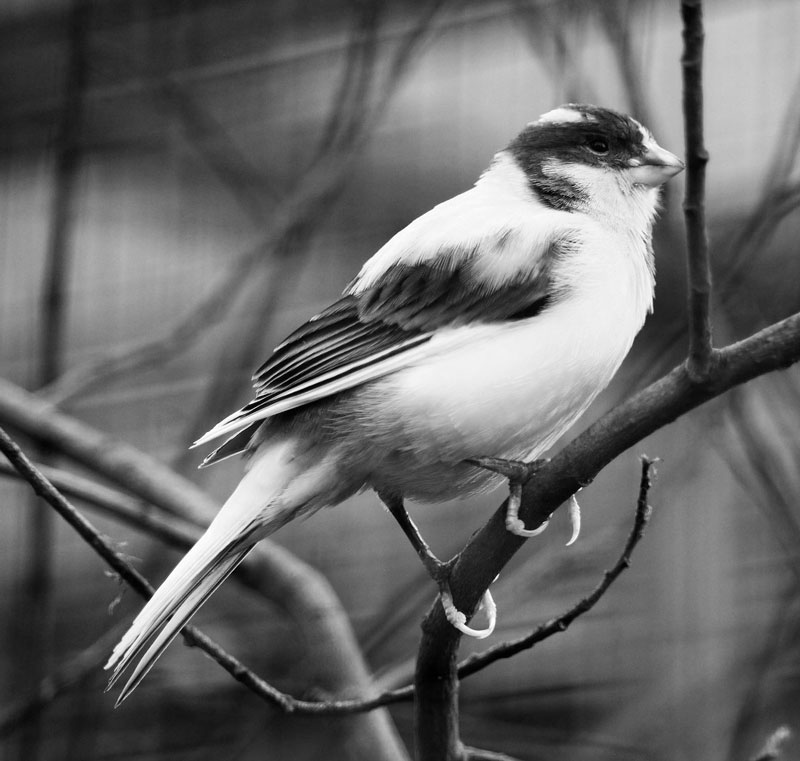 画一只鸟的照片参考