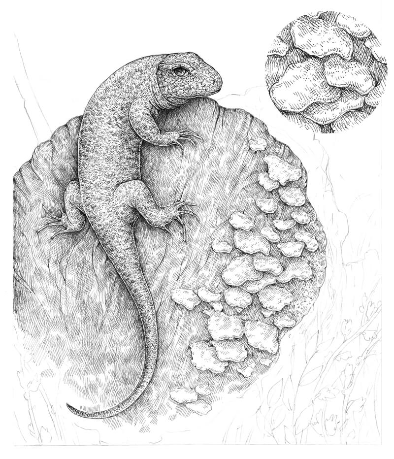 添加阴影的蘑菇