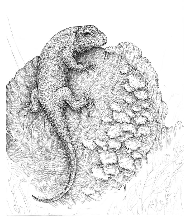 画树桩上的树皮