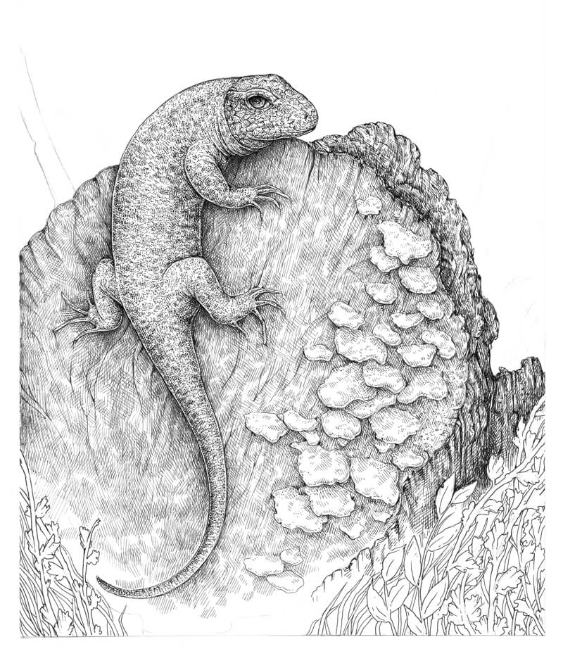 概述了树枝和树枝用钢笔和墨水