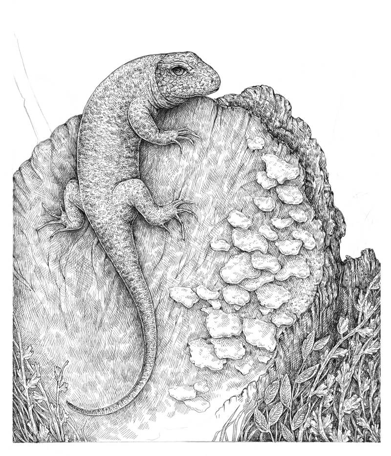 增加对比度的前景图