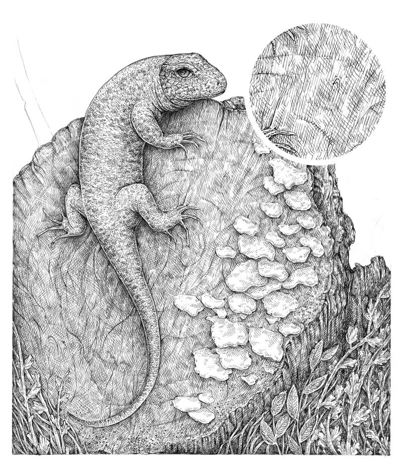 在树上画增长模式