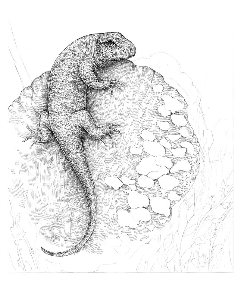 继续添加纹理和孵化