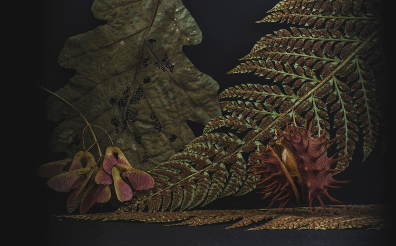 植物标本的参考照片