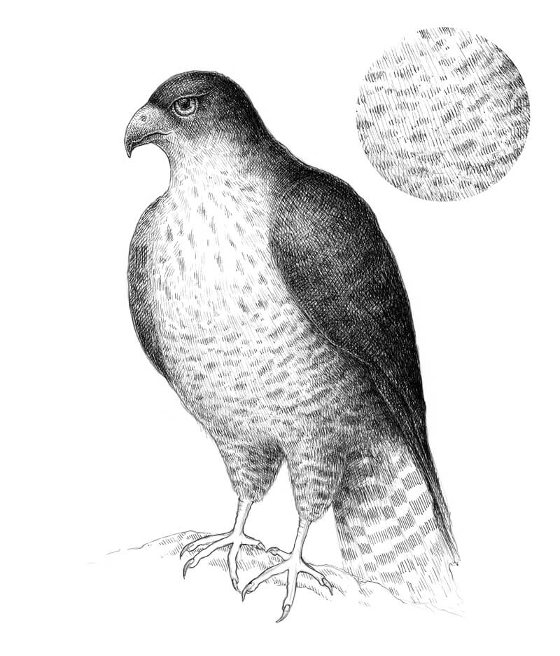 添加阴影区域的猎鹰