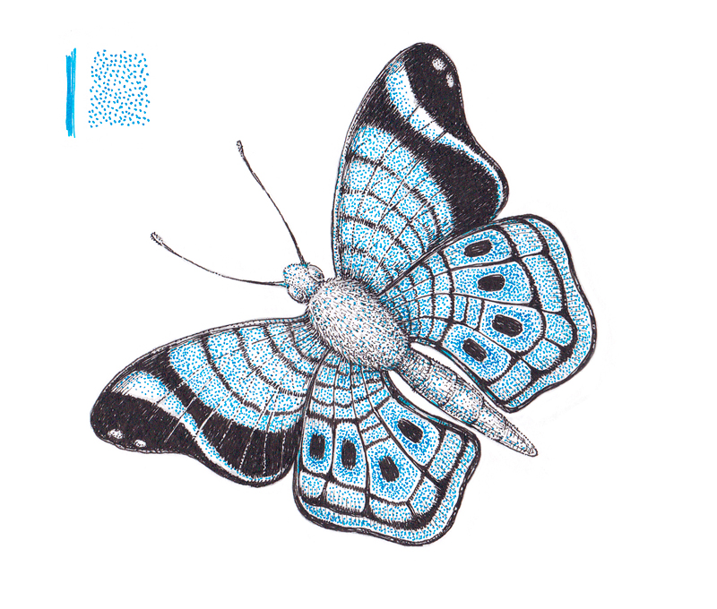 将颜色添加到蝴蝶的翅膀