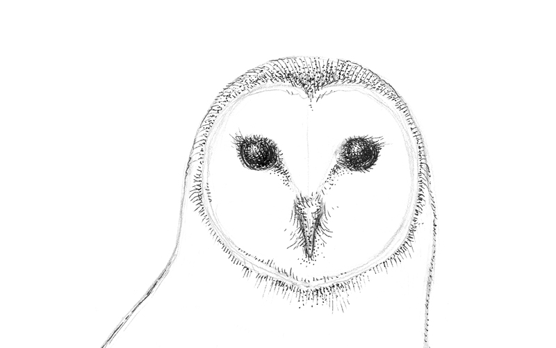 开始用墨水画在脸上的猫头鹰