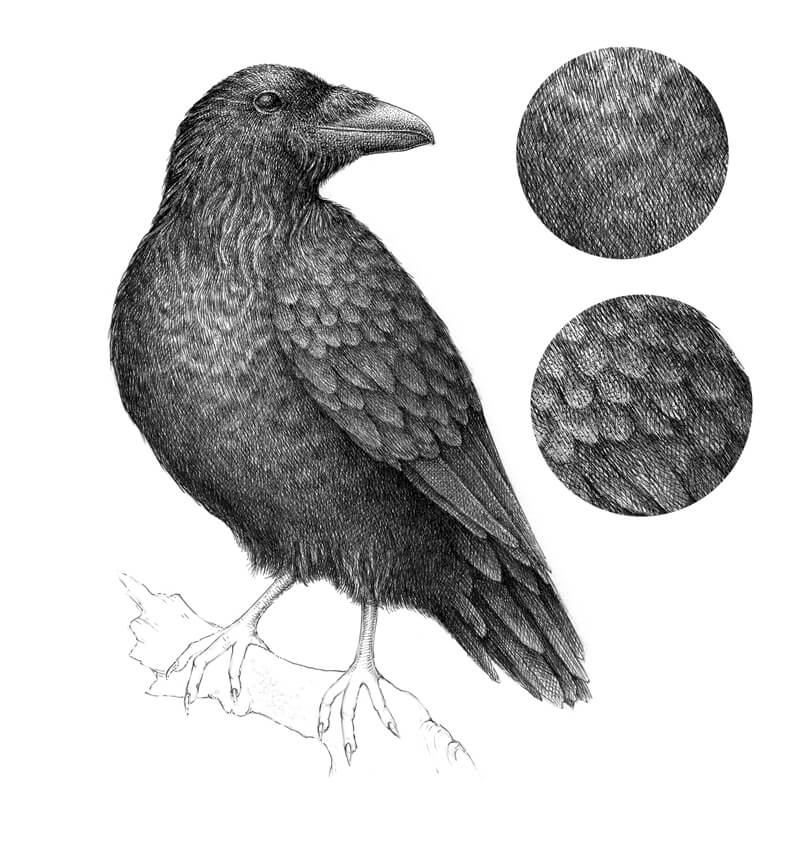 纹理在身体和乌鸦的翅膀
