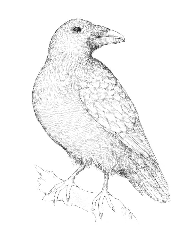 发展与油墨的鸟的质地