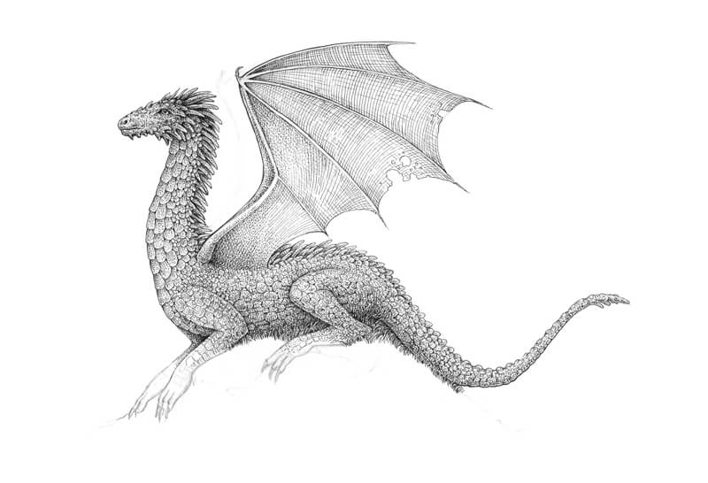 用钢笔和墨水画龙的翅膀