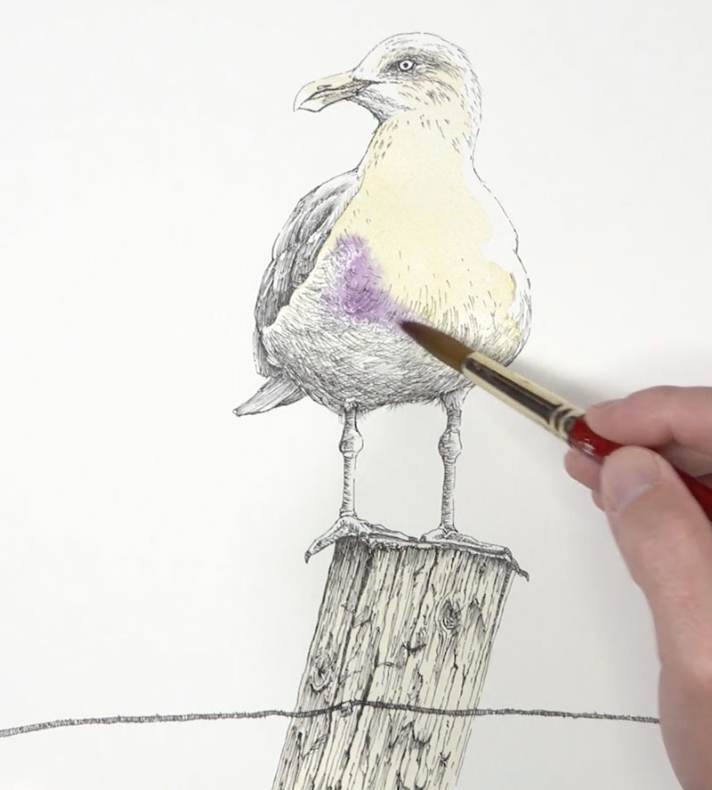 添加水彩洗身体的海鸥