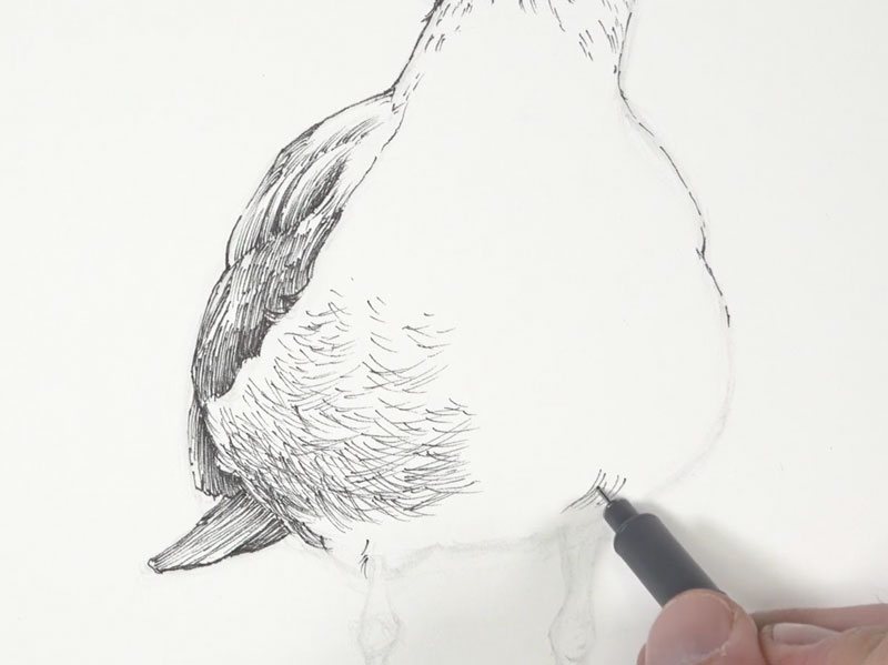 交叉孵化海鸥的主体上的阴影区域