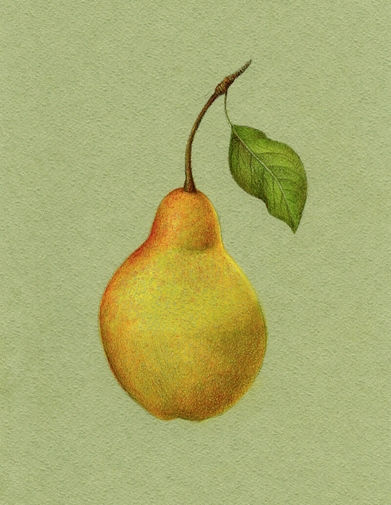 发展核心影子的身体梨