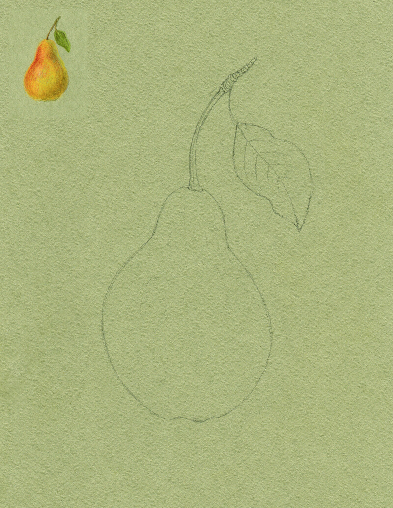 铅笔草图轮廓的梨
