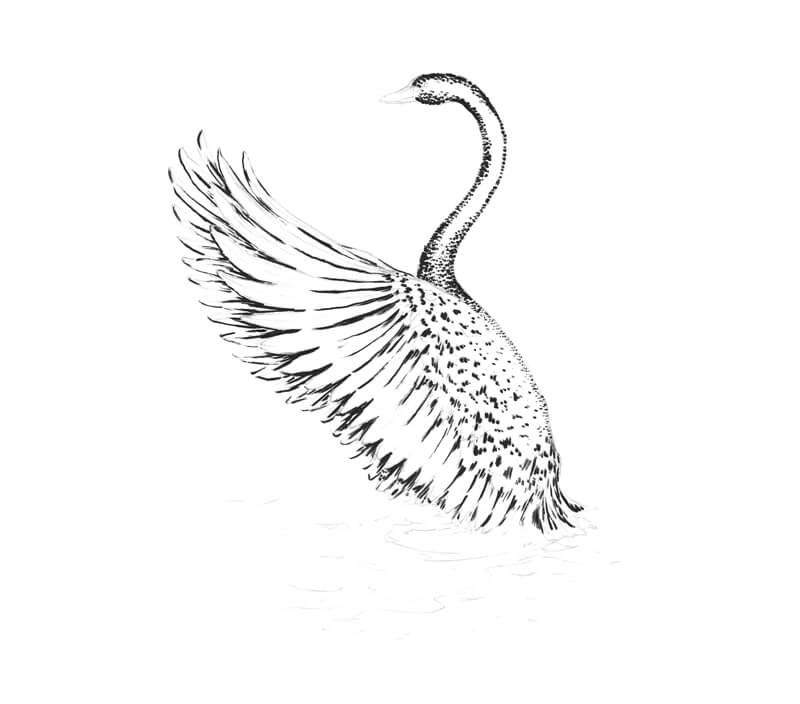 添加的第一个应用程序毛笔画的天鹅