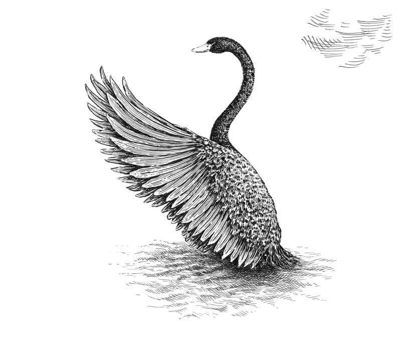 取水用毛笔在天鹅