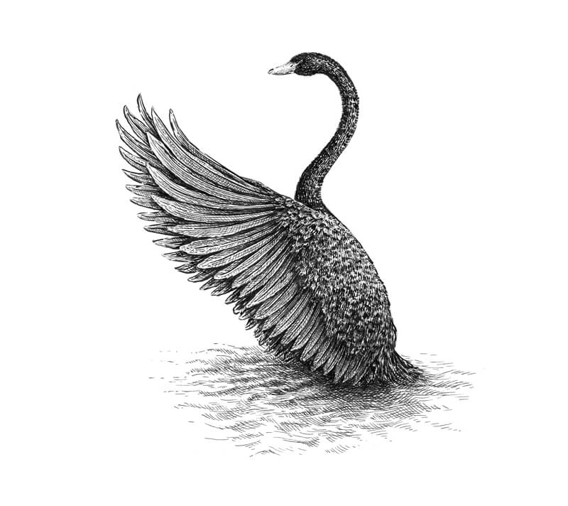 毛笔画天鹅用黑色墨水