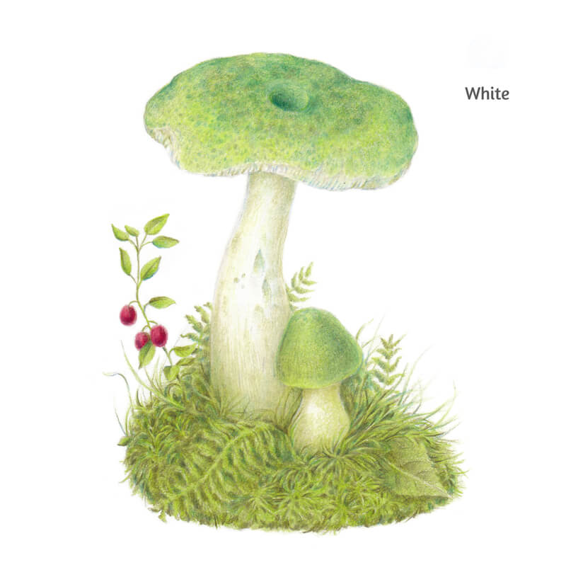 抛光白色的彩色铅笔画画