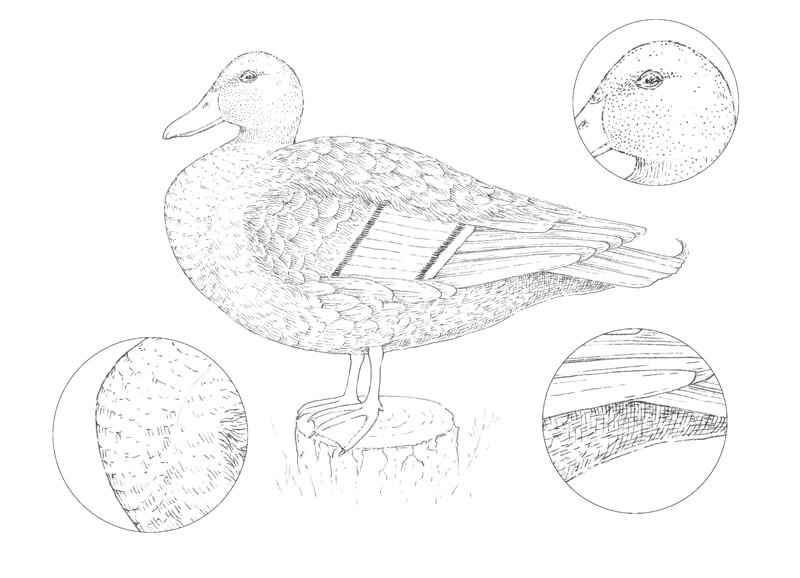 画羽毛的纹理鸭子的身体用墨水笔