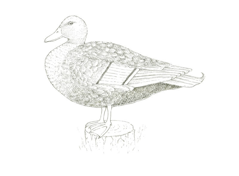 添加灰色鸭子的身体