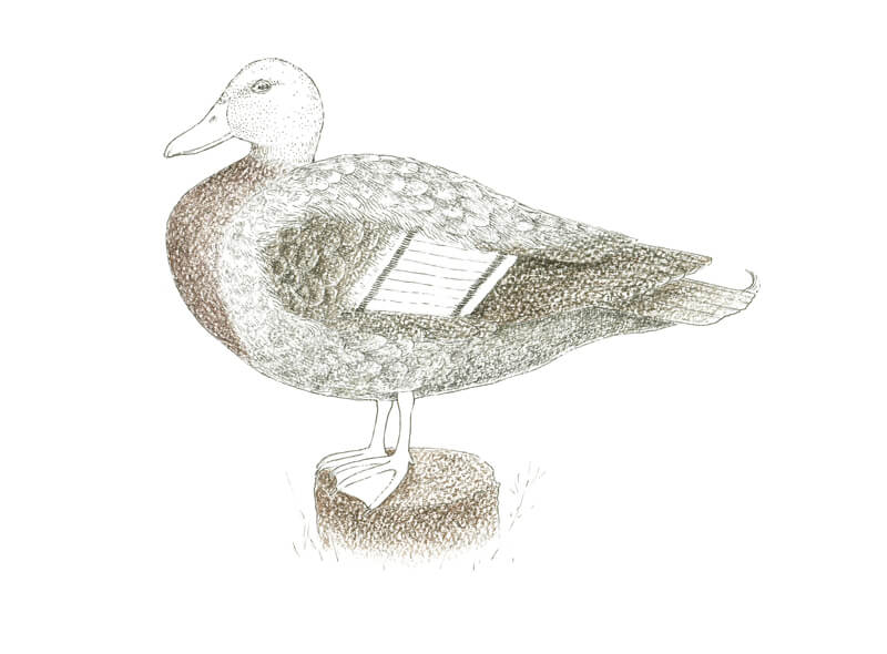 添加布朗与水溶性铅笔鸭子