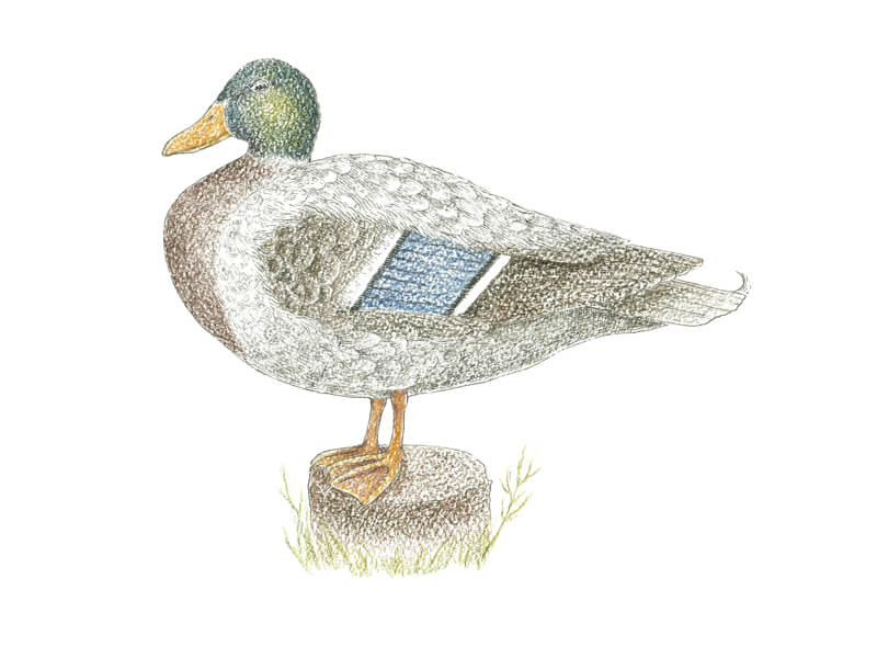 将颜色添加到嘴的鸭子