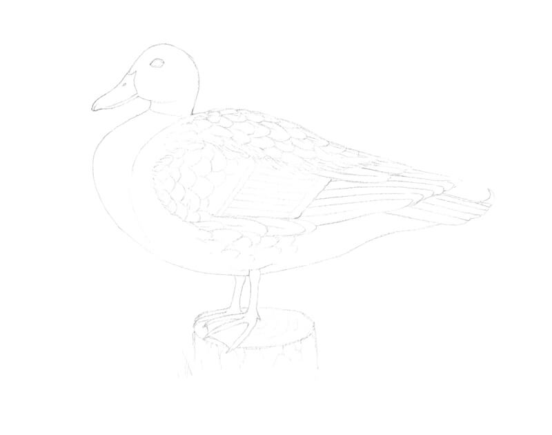 将铅笔素描水彩