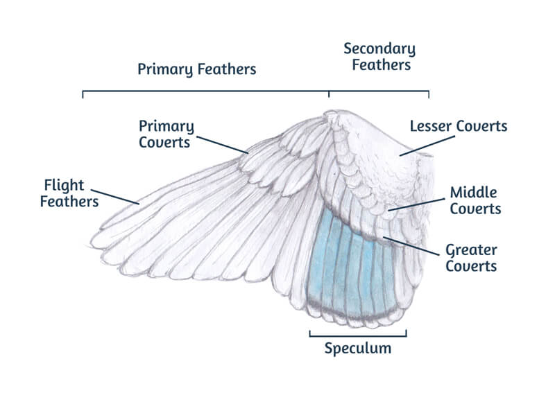一只鸟的翅膀传播