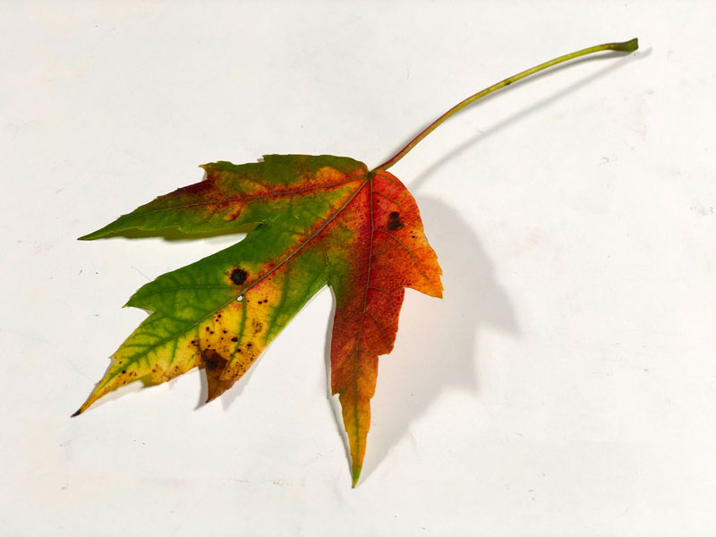 秋天树叶照片参考