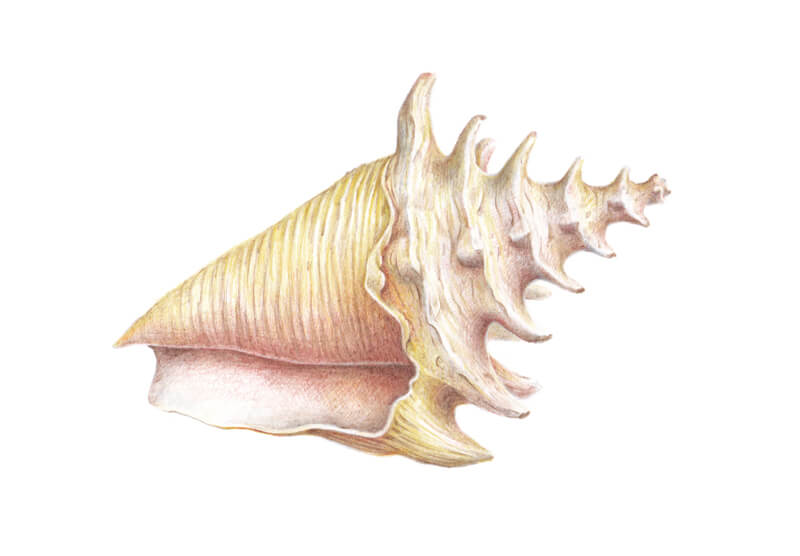 增加壳上的价值对比