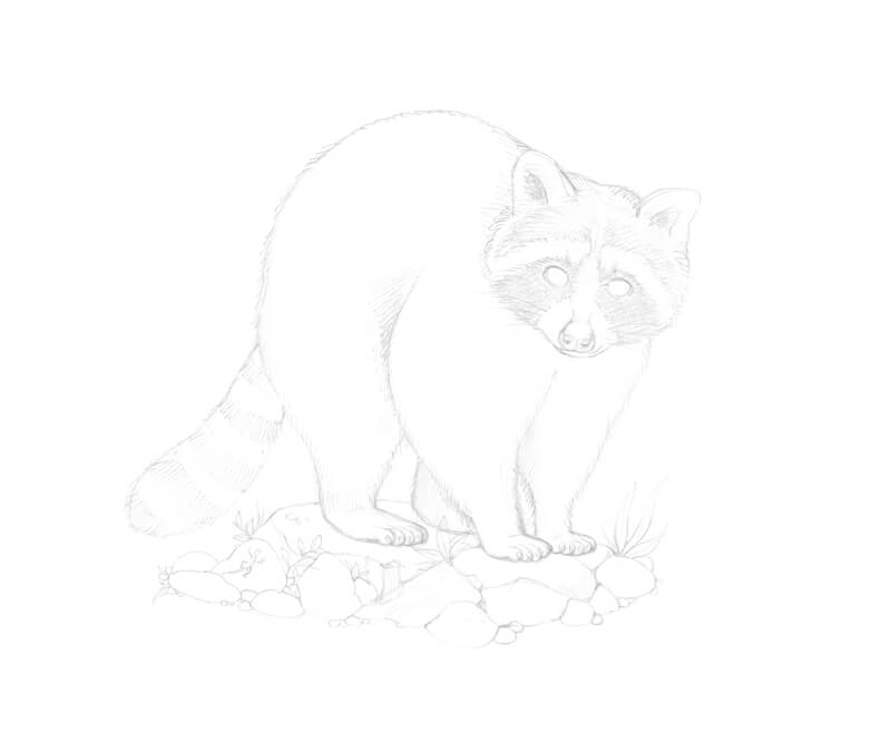 增加岩石浣熊和石头