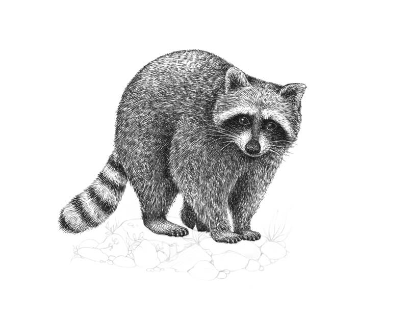 用墨水画轻毛皮