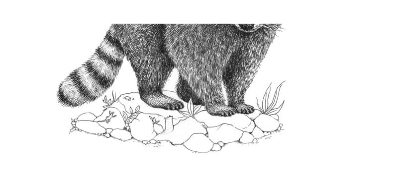 概述了浣熊周围的石头