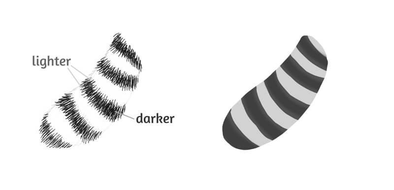 用钢笔和墨水画的尾巴浣熊