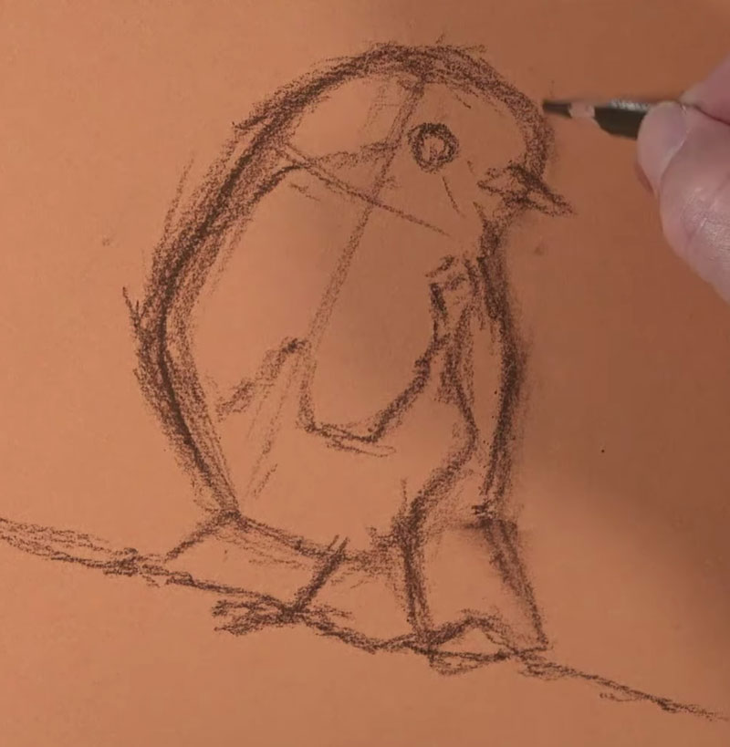 用彩色铅笔素描罗宾