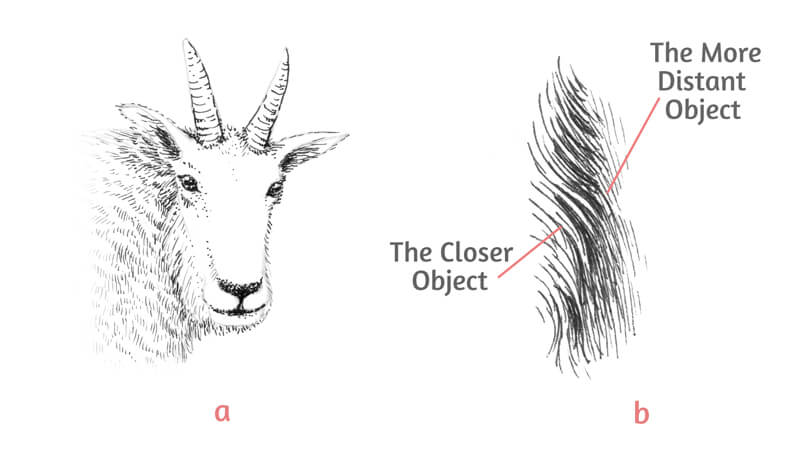 山羊用钢笔和墨水的皮毛纹理