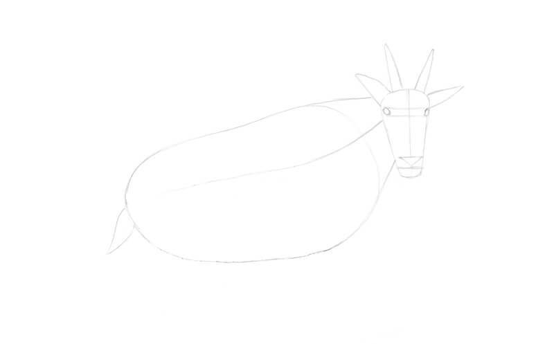 草图山羊的细节