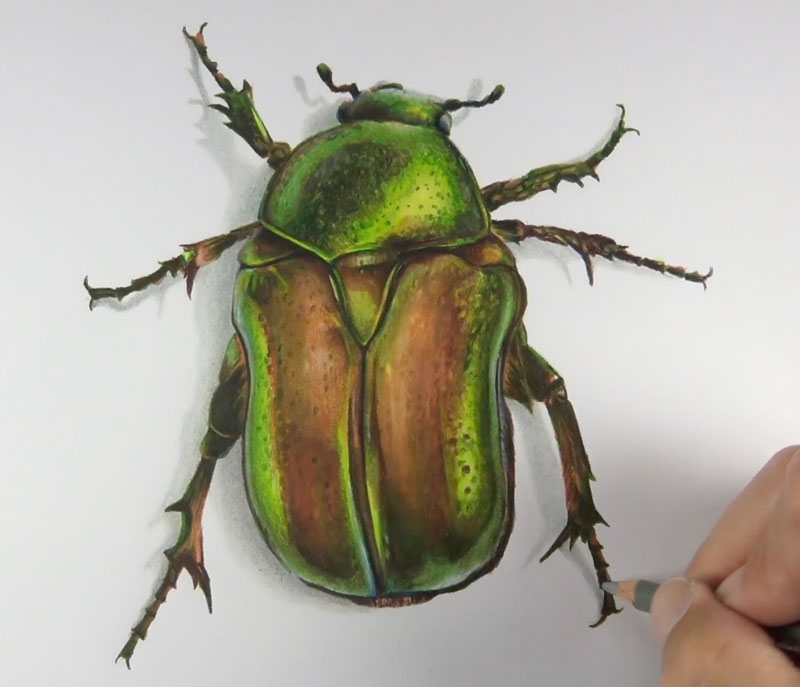 彩色铅笔绘制由技术熟练的艺术家