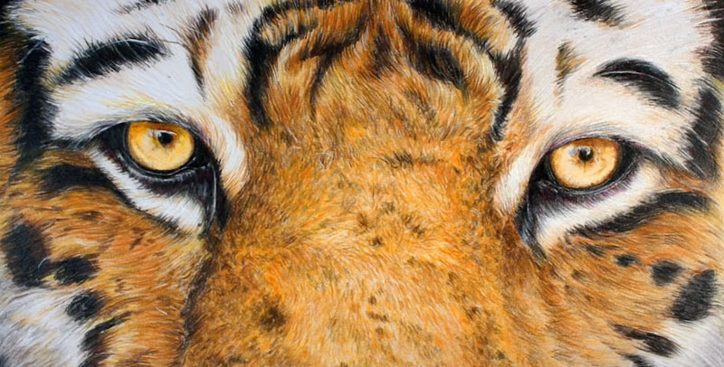 图纸与Polychromos铅笔