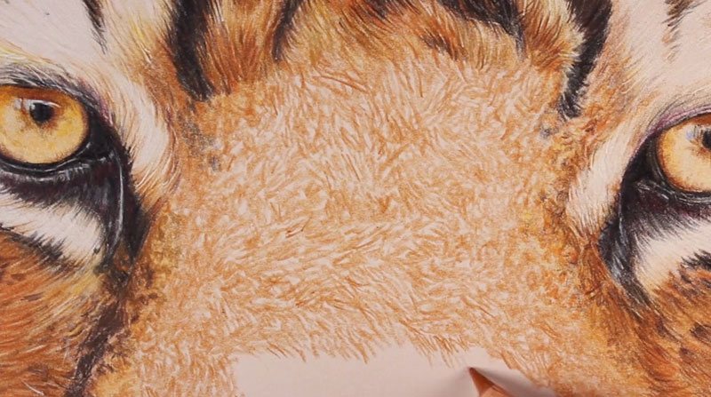 Polychromos铅笔和纸张的纹理